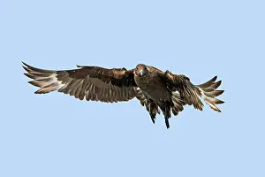 Skuas: Brown / Antarctic / Southern Great / Southern Skua