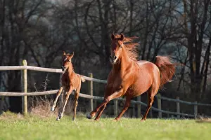 Landsca: Brown Arabian mare with foal