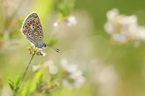 Argus: Brown Argus