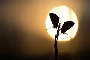 Argus: Brown Argus