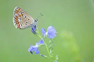 Argus: Brown Argus