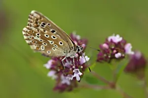 Argus: Brown Argus