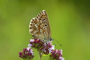 Argus: Brown Argus