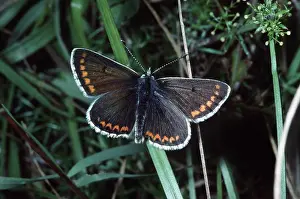 Argus: BROWN ARGUS BUTTERFLY