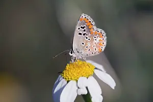 Agestis: Brown Argus Butterfly - underside of male