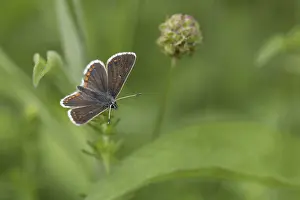 Argus: Brown Argus Butterfly - Yorkshire - UK