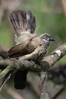 Babbler: Brown Babbler