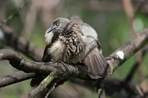 Babbler: Brown Babbler