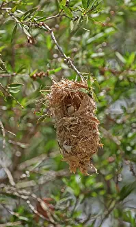 Suspended: Brown-backed Honeyeater