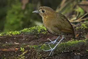 Blanco: Brown-banded Antpitta (Grallaria milleri) Rio Blanco