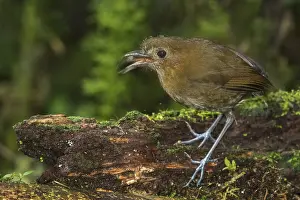 Blanco: Brown-banded Antpitta (Grallaria milleri) Rio Blanco