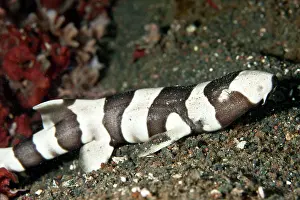 Punctatum: Brown-Banded Bamboo Shark