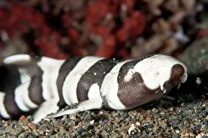 Punctatum: Brown-Banded Bamboo Shark