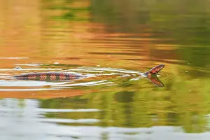 Keelback: Brown-banded water snake (Helicops angulatus, ex