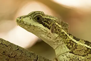 Yucatan: Brown basilisk