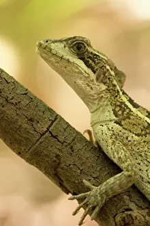 Yucatan: Brown basilisk
