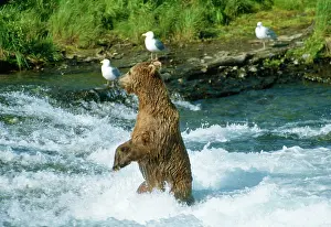 Middendorffi: Brown Bear