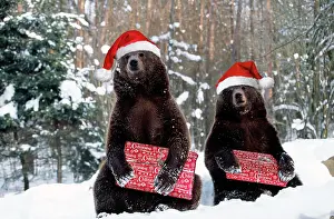 Cheeky: Brown Bear