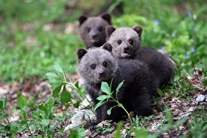 Gorski: Brown Bear