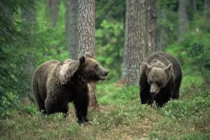 Suomussalmi: Brown Bear