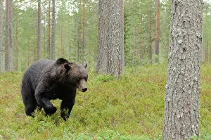 Kajanaland: Brown Bear