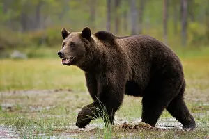 Vartius: Brown Bear