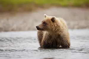 Discovery: Brown Bear
