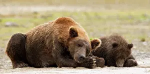 Geographic: Brown Bear
