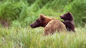 Geographic: Brown Bear