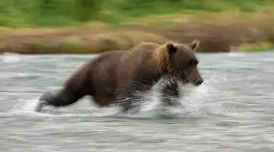 Geographic: Brown Bear