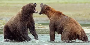 Geographic: Brown Bear