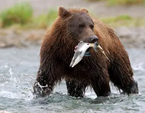 Oncorhynchus: Brown Bear