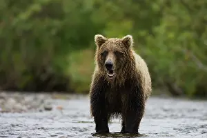 Focused: Brown Bear