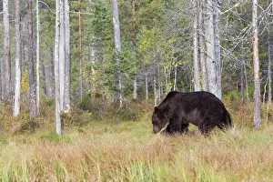 Kuhmo: Brown Bear