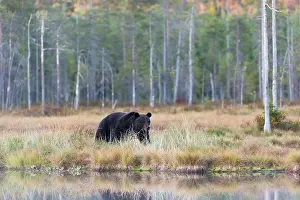Kuhmo: Brown Bear