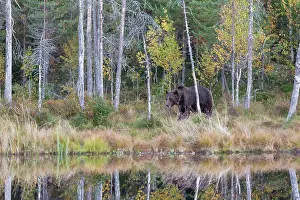 Kuhmo: Brown Bear