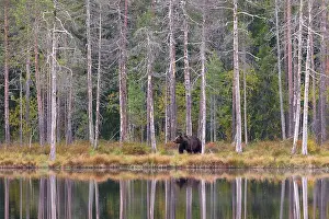 Kuhmo: Brown Bear