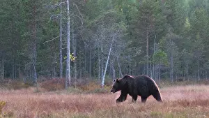 Kuhmo: Brown Bear