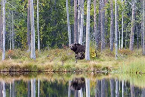 Kuhmo: Brown Bear