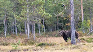 Kuhmo: Brown Bear