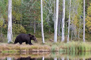 Kuhmo: Brown Bear