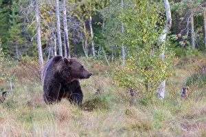 Kuhmo: Brown Bear