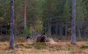 Kuhmo: Brown Bear