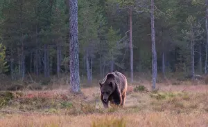 Kuhmo: Brown Bear