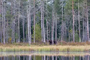 Kuhmo: Brown Bear