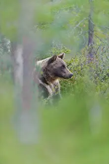 Kuhmo: Brown Bear