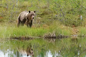 Kuhmo: Brown Bear
