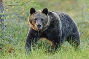 Kuhmo: Brown Bear