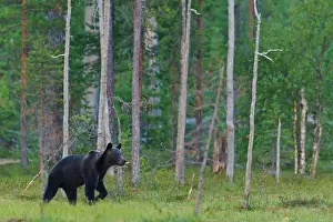 Scots: Brown Bear