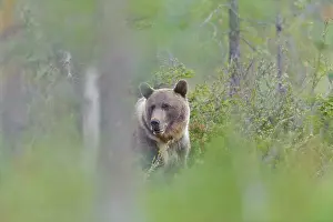 Kuhmo: Brown Bear